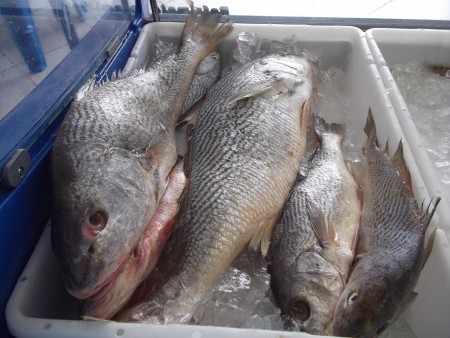 Corvina